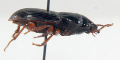 Cratacanthus dubius