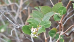 Euphorbia tomentulosa