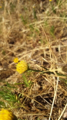 Erigeron reductus angustatus