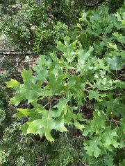 Quercus acerifolia