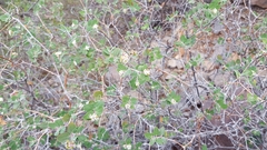 Euphorbia tomentulosa