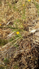 Erigeron reductus angustatus