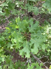 Quercus acerifolia