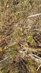 Erigeron reductus angustatus