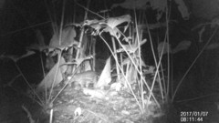 Cuniculus taczanowskii