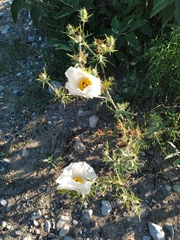 Argemone grandiflora