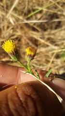 Erigeron reductus angustatus