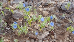 Jacquemontia abutiloides