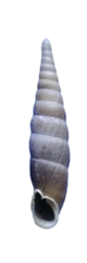 Phaedusini