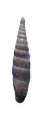 Phaedusini