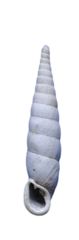 Phaedusini