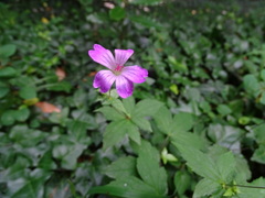 Geranium nodosum