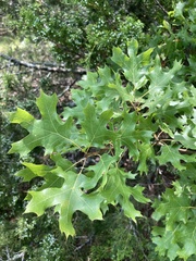 Quercus acerifolia