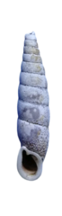 Phaedusini