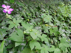 Geranium nodosum
