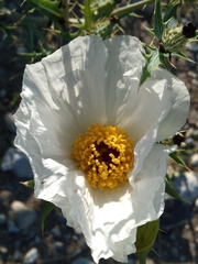 Argemone grandiflora