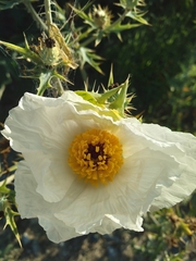 Argemone grandiflora