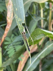 Chalcostephia flavifrons