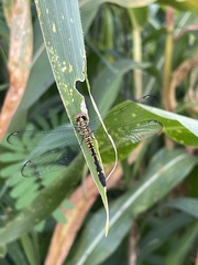 Chalcostephia flavifrons