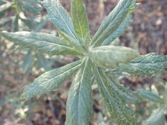 Senecio juniperinus