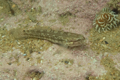 Tridentiger trigonocephalus