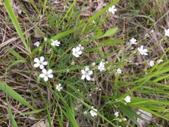 Gypsophila repens
