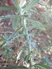 Senecio juniperinus