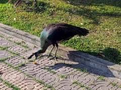 Pavo muticus