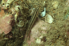 Tridentiger trigonocephalus