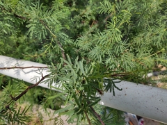 Vachellia schaffneri