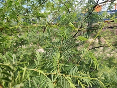 Vachellia schaffneri