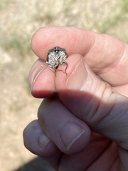 Diceroprocta eugraphica