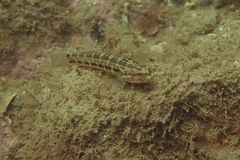 Tridentiger trigonocephalus