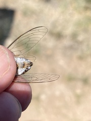Diceroprocta eugraphica