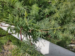 Vachellia schaffneri