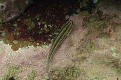 Tridentiger trigonocephalus