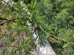 Vachellia schaffneri