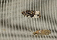Apotomis sororculana