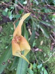 Maxillaria erikae