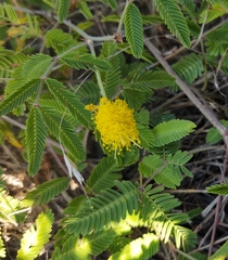 Neptunia lutea