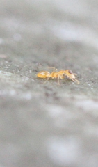 Gesomyrmex howardi