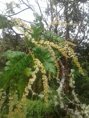 Weinmannia pubescens