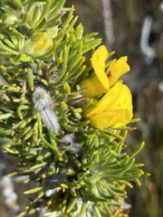 Aspalathus acanthes
