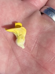 Aspalathus acanthes