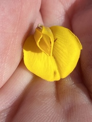 Aspalathus acanthes