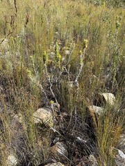Aspalathus acanthes
