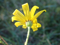 Osteospermum imbricatum