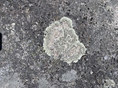 Arctoparmelia centrifuga