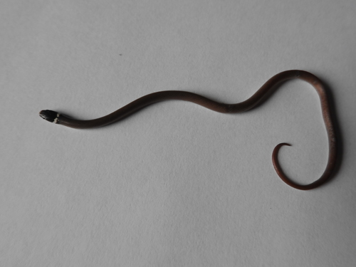 Bocourt's Black-headed Snake, Tantilla bocourti