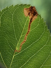 Orchestes pallicornis